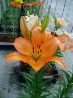 [1676 Millburn No01.JPG]